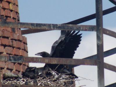 Прикрепленное изображение: 001.jpg